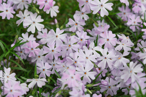 Edwige FLAMENT Romans-sur-Isère, Naturopathie, Fleurs de bach