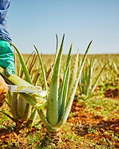 Aloe vera Pyrénées orientales  Alénya, Diététique et nutrition