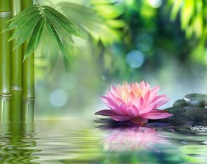 Cécile Vieira Langeac, Techniques énergétiques, Naturopathie