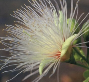 Martine Briault - Kinésiologue Paris 14, Kinésiologie