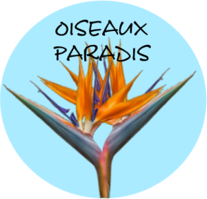 Centre de bien-être Oiseaux Paradis Saint-Étienne-de-Carlat, Reiki, Hypnose, Reiki