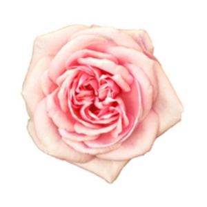 Virginie Lacombe gestalt thérapie, sexothérapie Chalus, Professionnel de santé